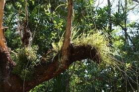 Cape-Trib_0196.JPG