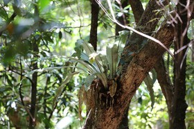 Cape-Trib_0981.JPG