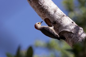 Images_Belize_2011_062