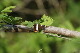 _MG_7625.JPG