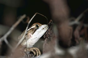 Basilic-brun_11-04-12_02.jpg