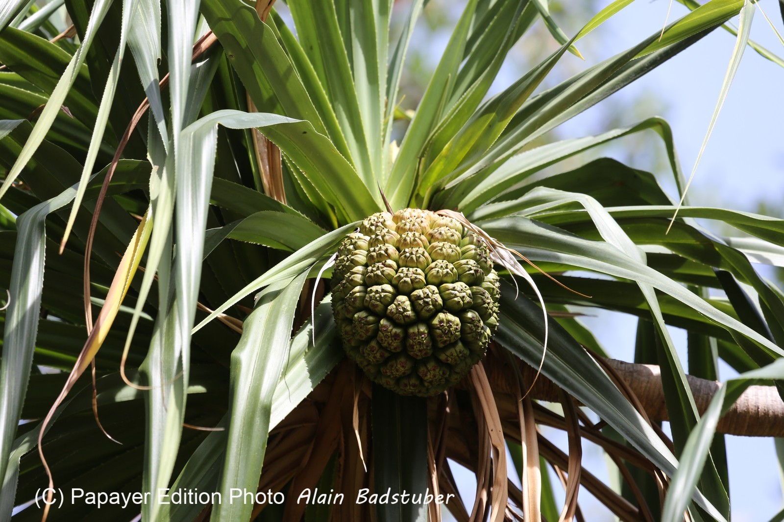 Cape-Trib_1296.JPG