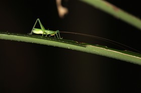 Cape-Trib_0627_1.jpg