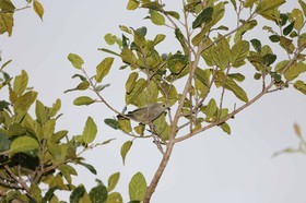 Portal_Paraiso_2_004.jpg