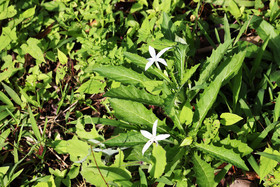 Chiguiri Arriba