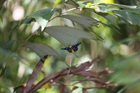 Cape-Trib_1446.JPG