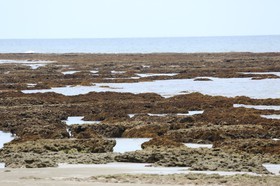 Cape-Trib_1013.JPG