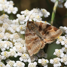 euclidia-glyphica_1-...-.jpg