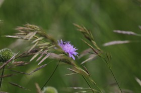 Vieille-Thielle_039.JPG