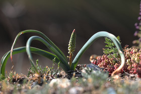 Muscari ou pas ?