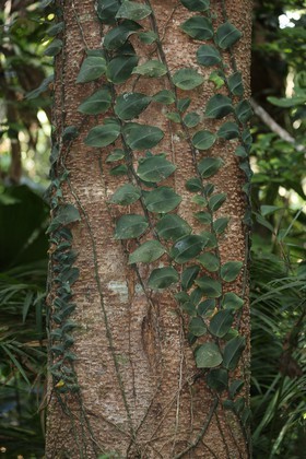 Cape-Trib_0193.JPG