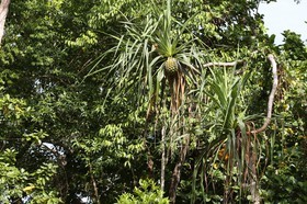 Cape-Trib_1301_1.jpg