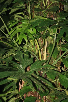 IMG_9736.JPG