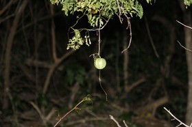 _MG_1390.JPG