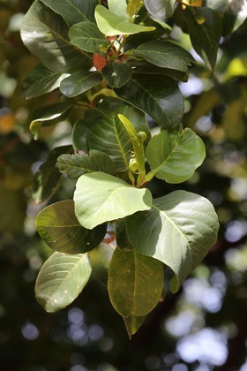 Cape-Trib_1227.JPG