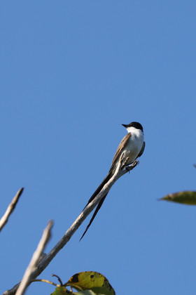 Tyran-des-savanes_1.jpg