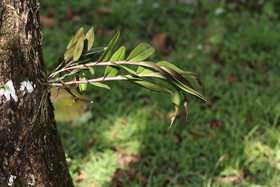 Chiguiri Arriba