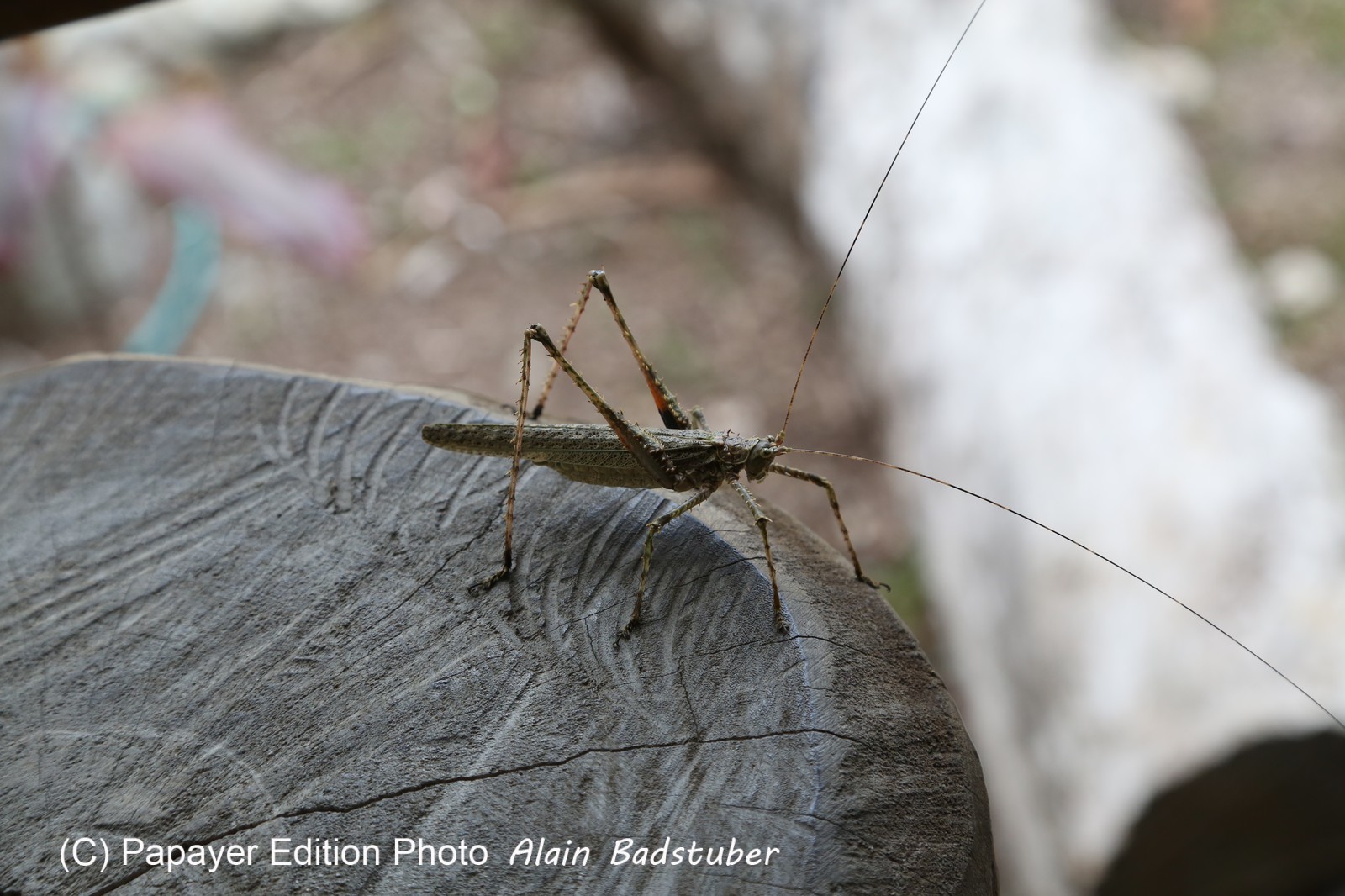 Cape-Trib_1393.JPG