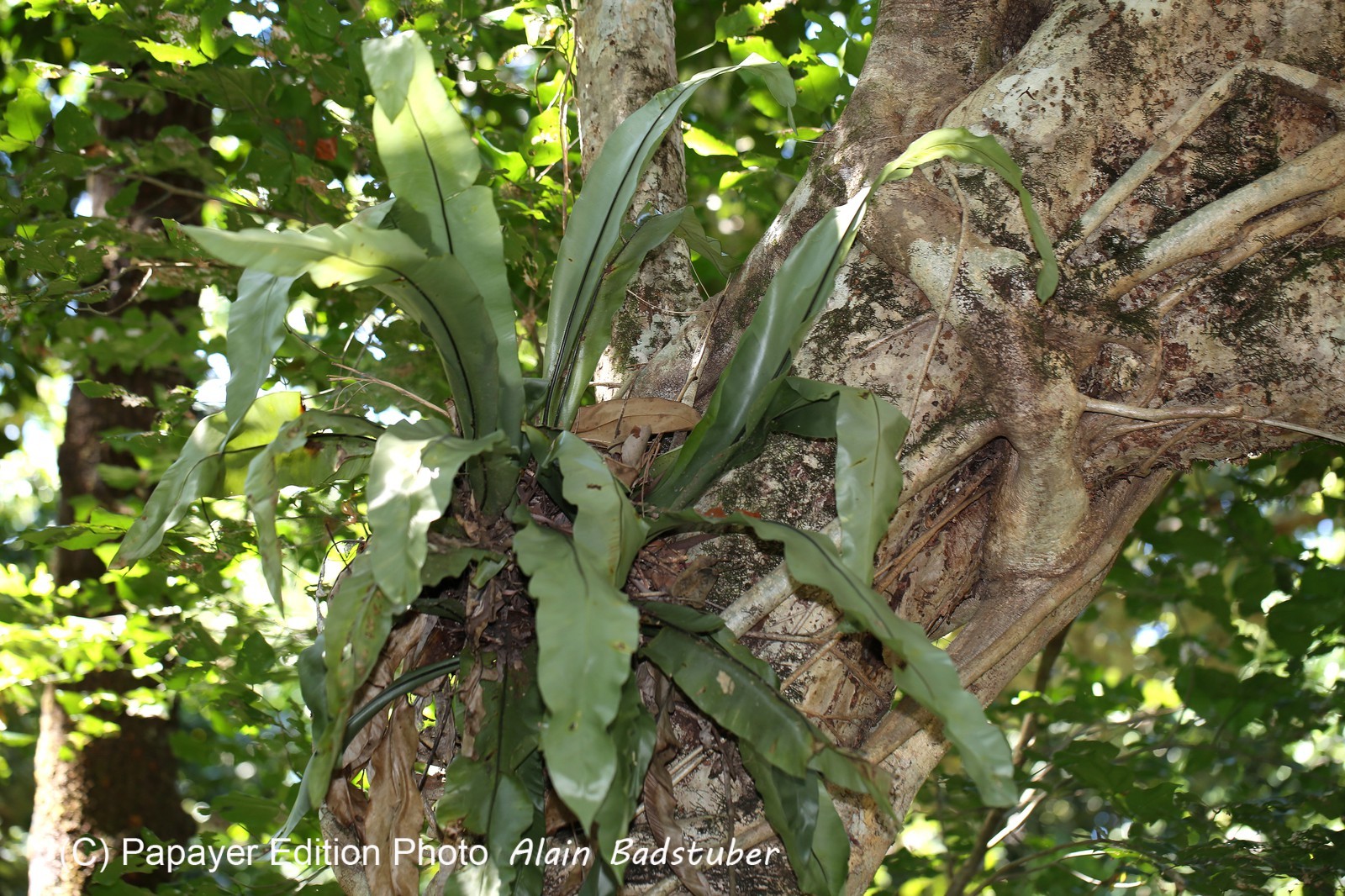 Cape-Trib_0275_1.jpg