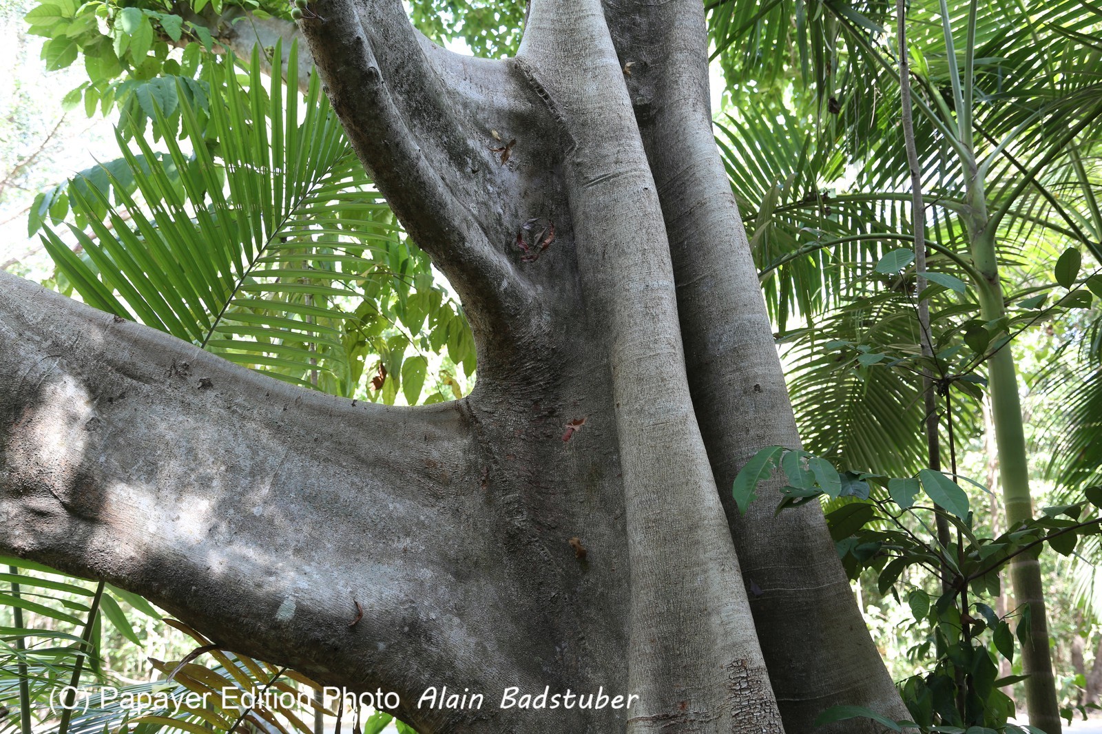 Cape-Trib_1385.JPG