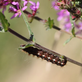 acronicta-rumicis_2-...-.jpg