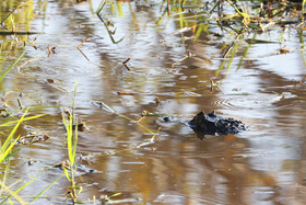 Caiman-a-lunettes_1.jpg