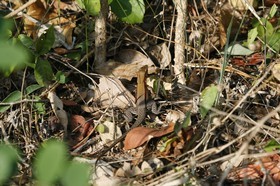 _MG_7632.JPG