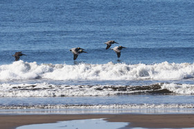 Pelican-brun_1.jpg