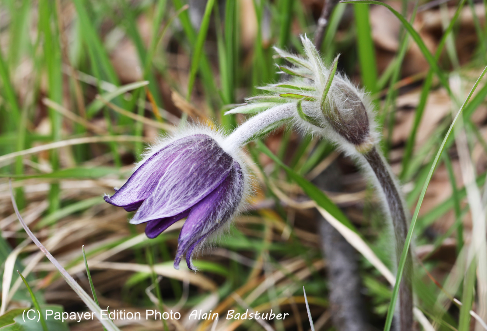 Pulsatille des montagnes (Pulsatilla montana)