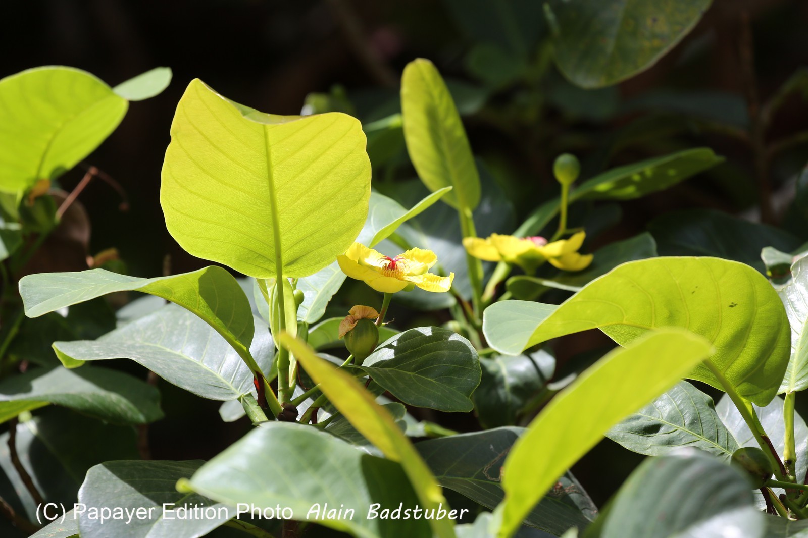 Cape-Trib_1230.JPG