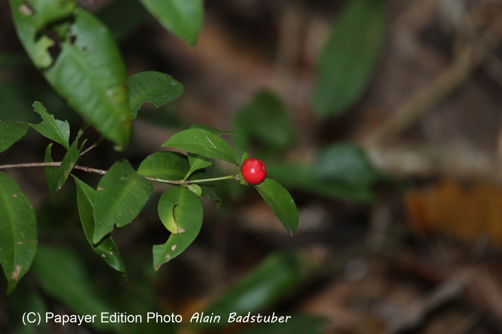 Cape-Trib_0660.JPG