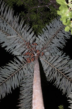 Cape-Trib_1487.JPG