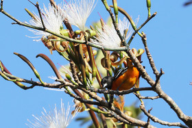 Oriole-sp_1.jpg