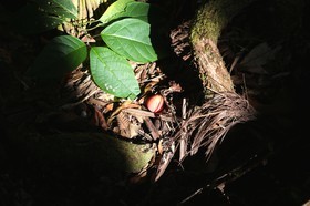 Cape-Trib_0494_1.jpg