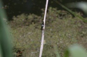 Vieille-Thielle_058.JPG