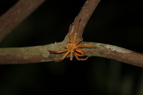 Cape-Trib_1484.JPG