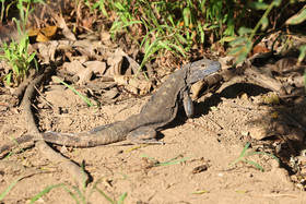 Iguane-noir_1.jpg