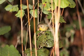 IMG_8079.JPG
