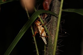 Cape-Trib_1078.JPG