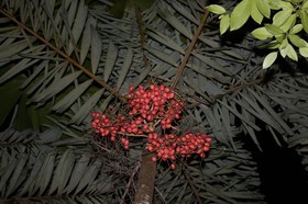 Cape-Trib_1495.JPG