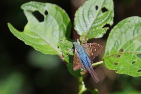 Boquete, Panama