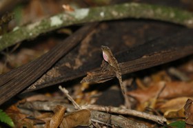 _MG_7468.JPG