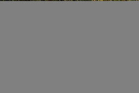 Grande-aigrette_1.jpg