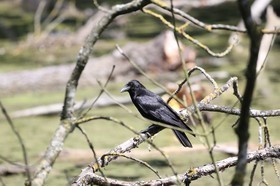 Vieille-Thielle_067.JPG