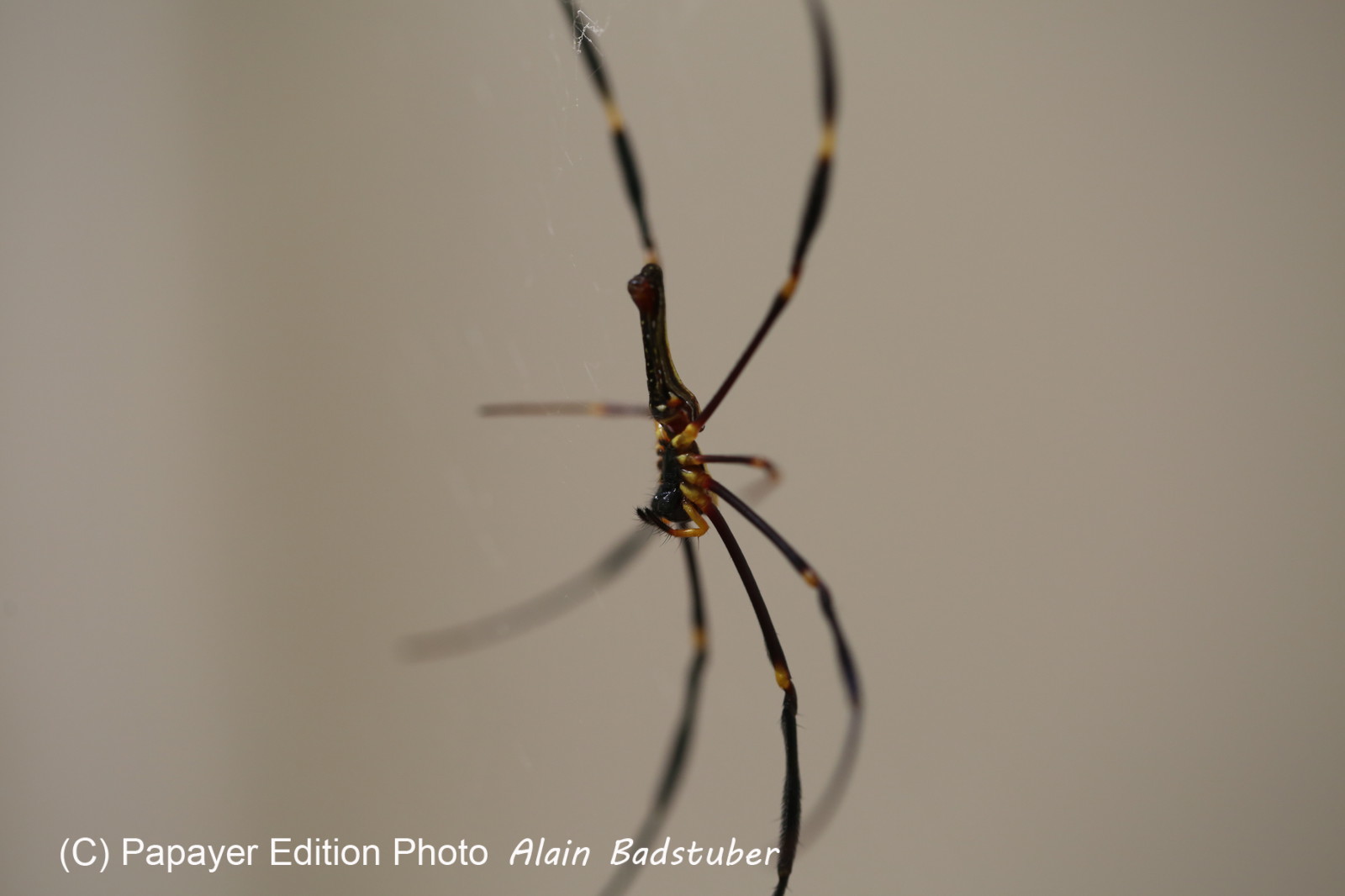 Cape-Trib_0875.JPG