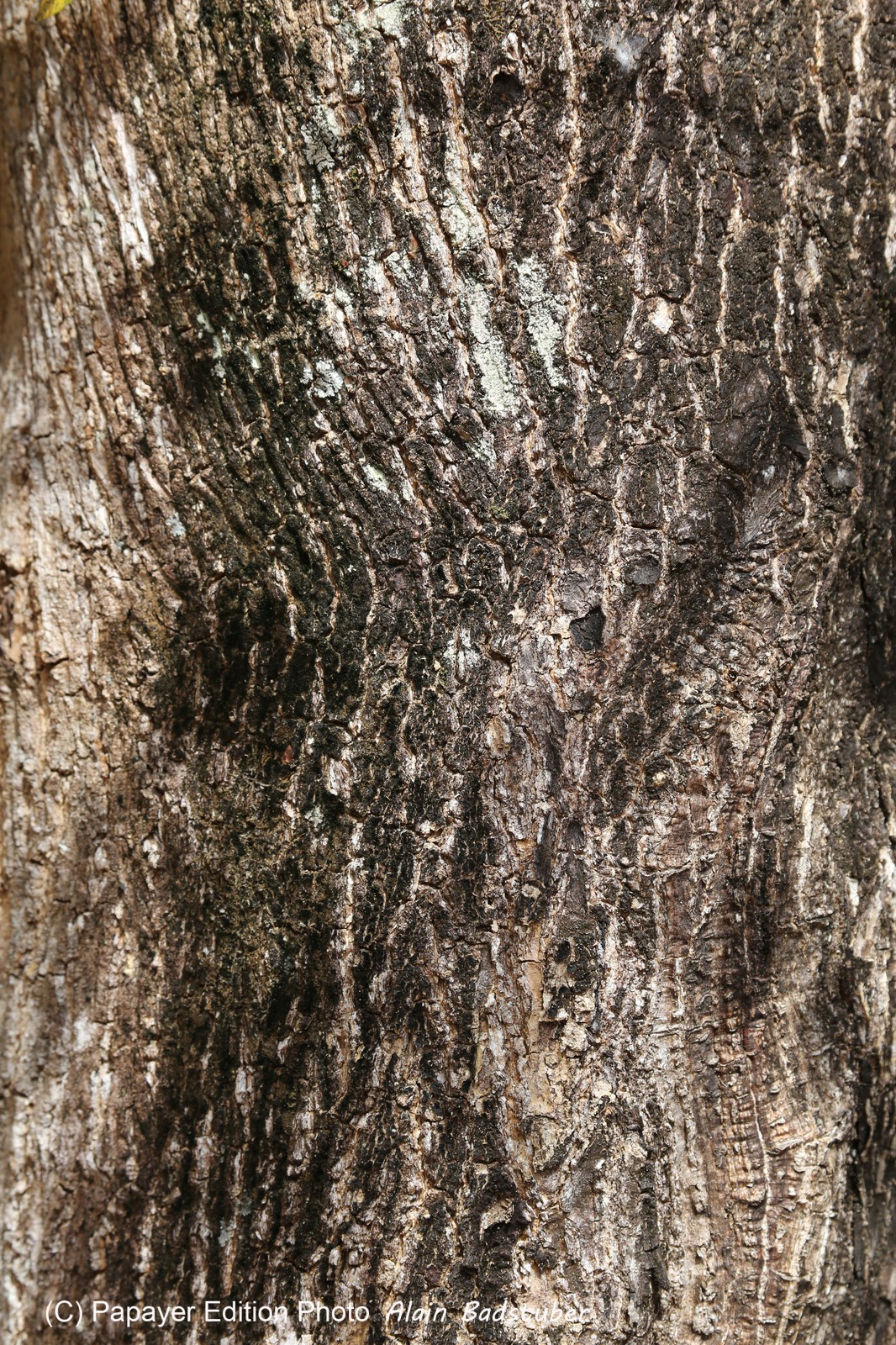 Cape-Trib_1309.JPG