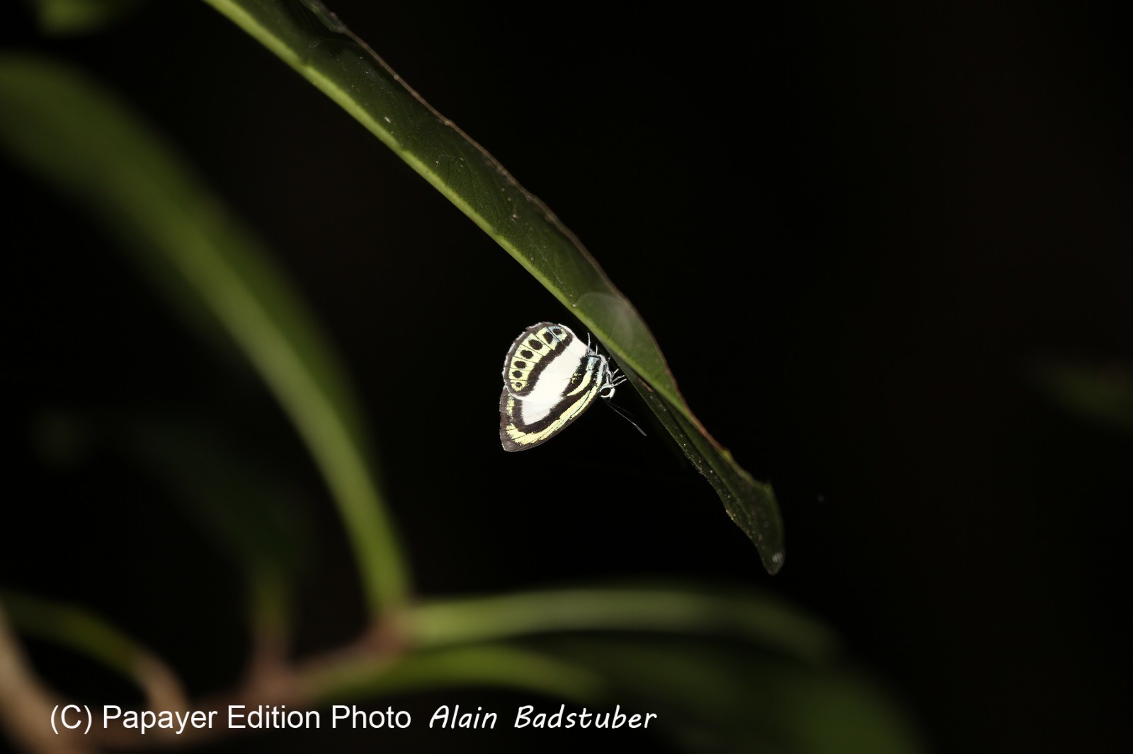 Cape-Trib_1497.JPG