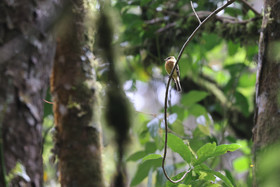 Boquete, Panama