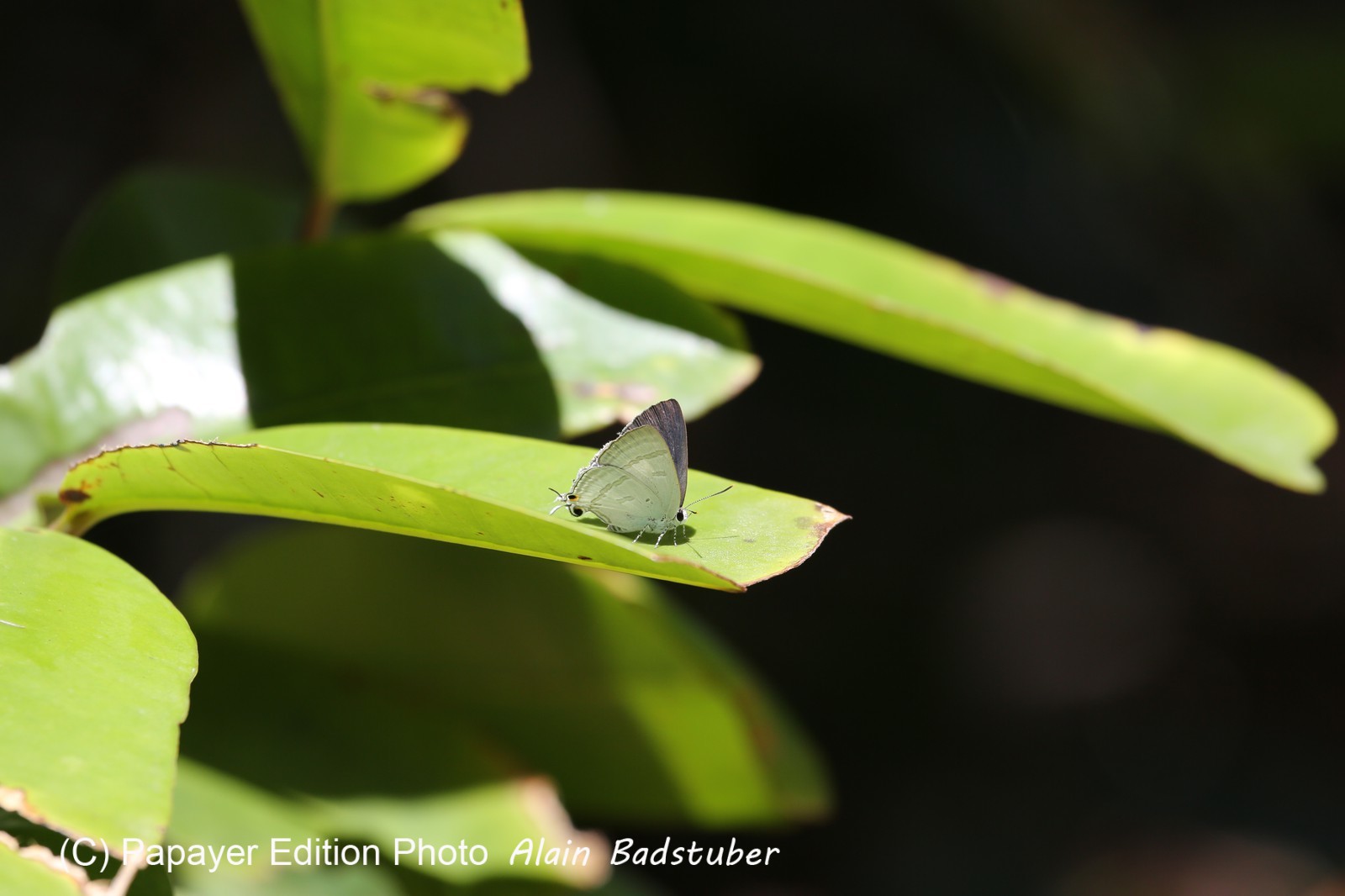 Cape-Trib_1461.JPG