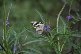 _MG_4942.JPG